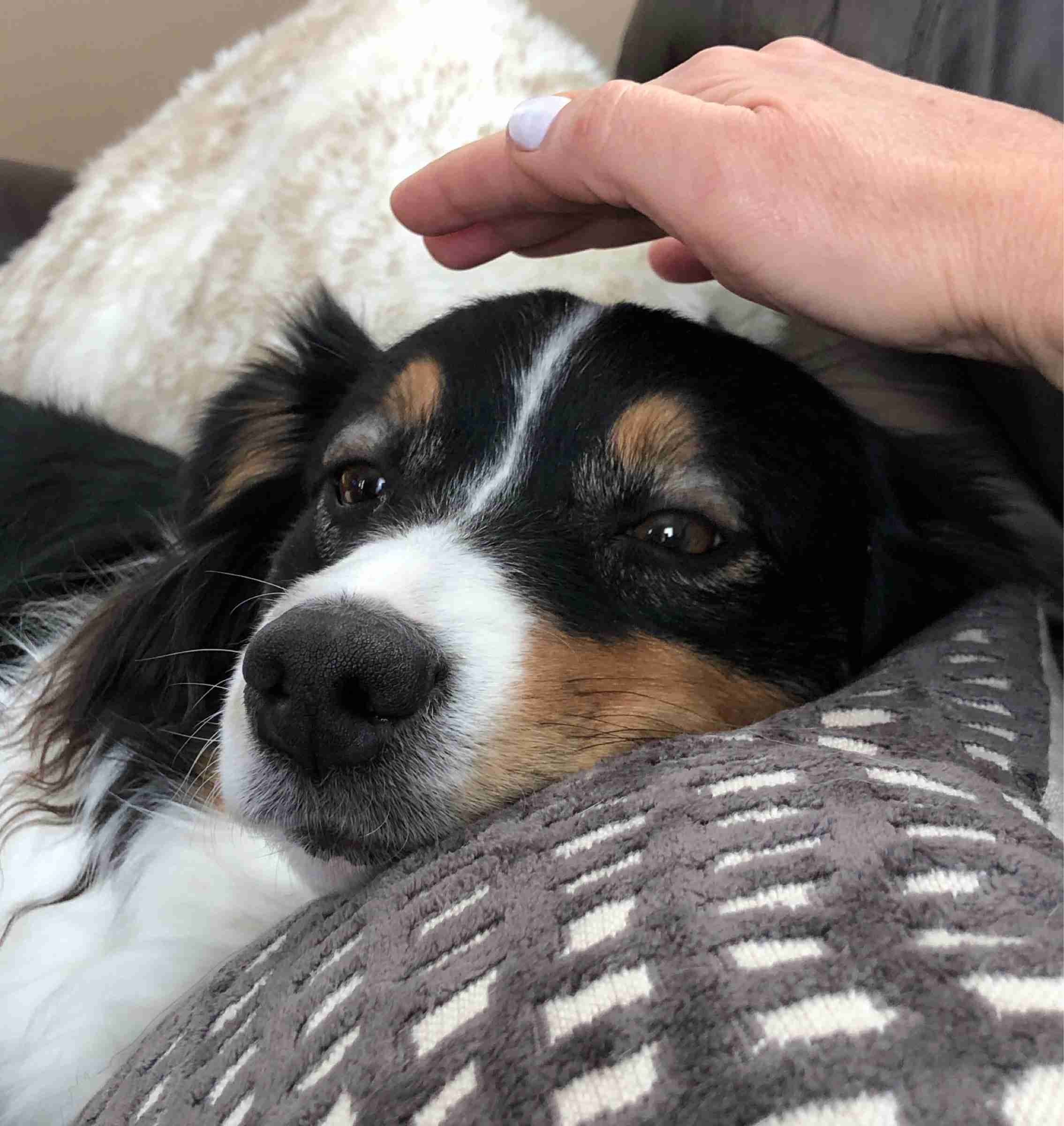 A dog lying peacefully on a pillow receiving reiki therapy massage