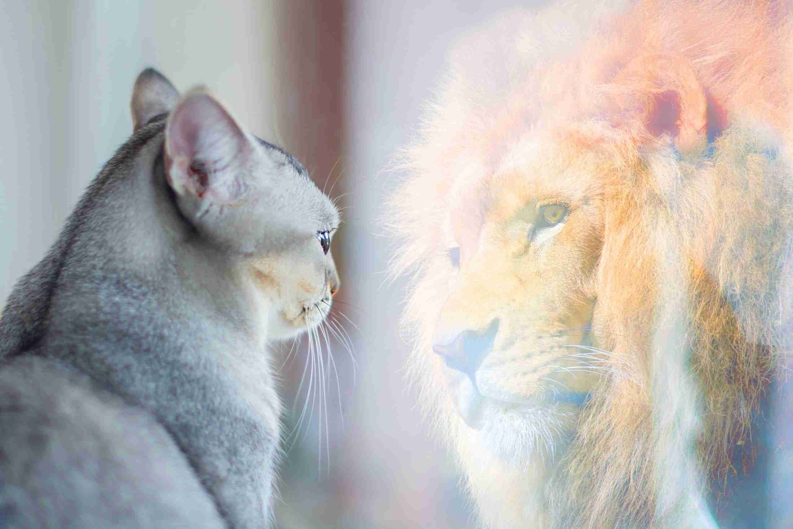 A cat sees it's own reflection as a lion