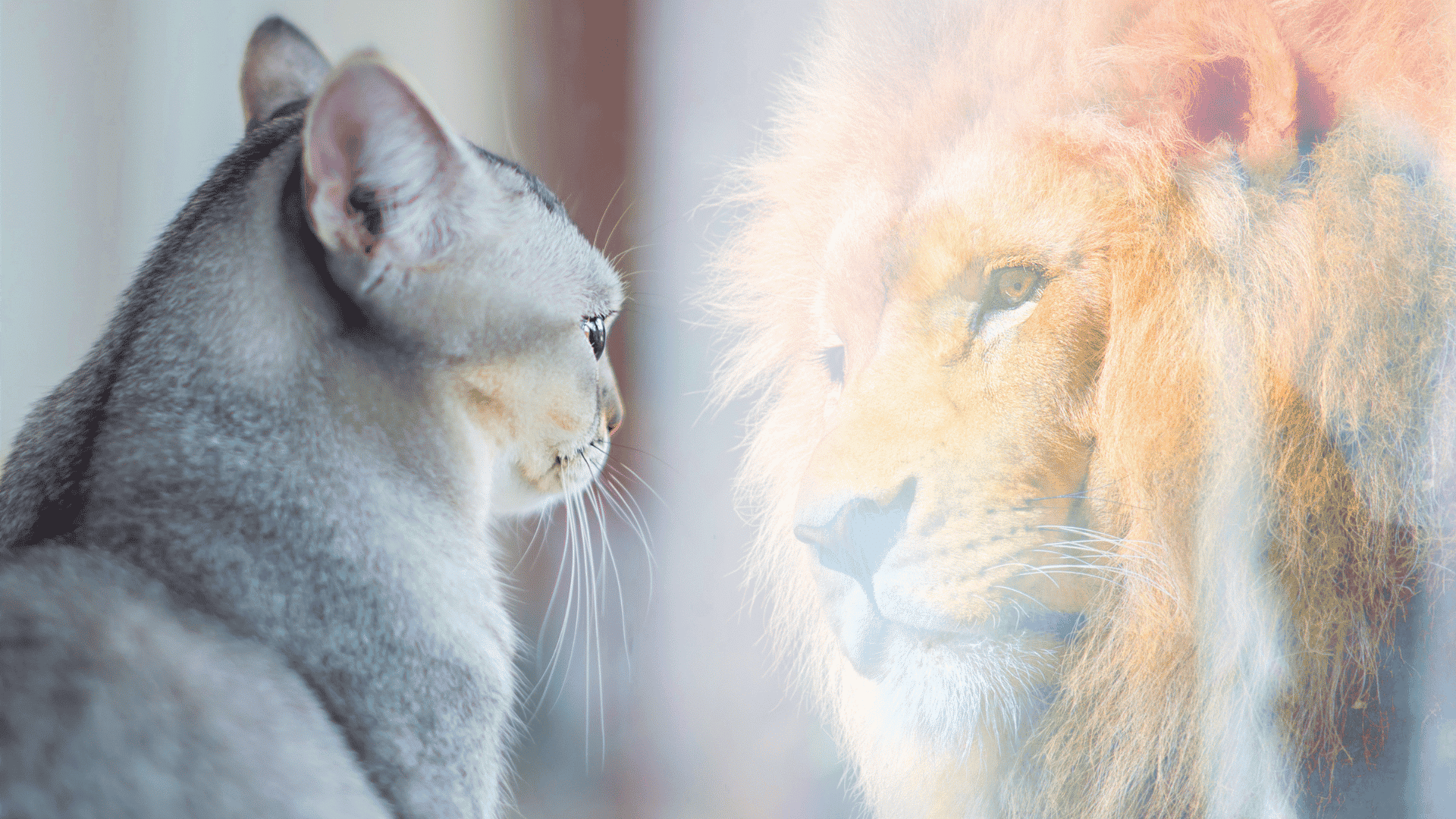 A cat sees it's own reflection as a lion