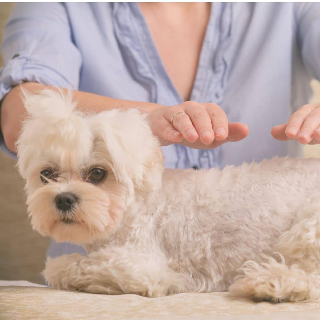 A dog lying peacefully on a pillow receiving reiki therapy massage